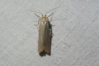 Eilema caniola