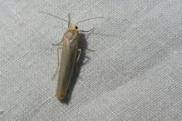 Eilema caniola