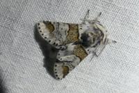 Furcula furcula