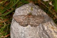 Nychiodes obscuraria