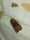 Noctua janthe/janthina