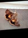 Noctua janthina