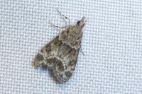 Eudonia mercurella