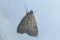 Udea prunalis
