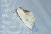 Cilix glaucata