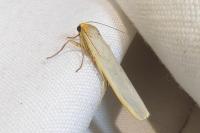 Eilema caniola