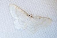Asthena albulata