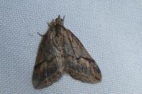 Chesias rufata rufata