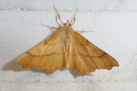 Ennomos quercinaria