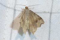 Macaria alternata