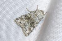 Hecatera bicolorata