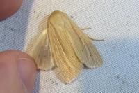 Mythimna impura
