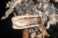 Ochropleura leucogaster