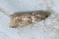 Acrobasis consociella
