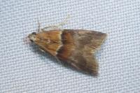 Acrobasis repandana