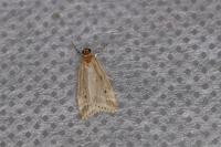 Eudonia pallida