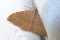 Watsonalla binaria