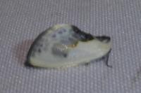 Cilix glaucata