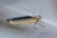 Eilema caniola