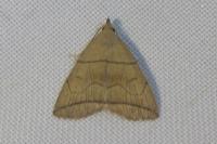 Herminia grisealis