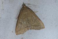 Herminia tarsipennalis