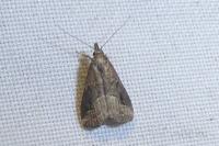 Schrankia costaestrigalis