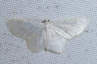 Asthena albulata