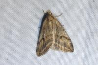 Chesias rufata rufata