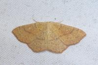 Cyclophora ruficiliaria
