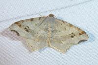 Macaria alternata