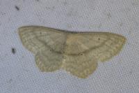 Scopula nigropunctata