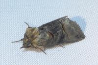 Abrostola tripartita