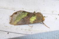 Diachrysia chrysitis