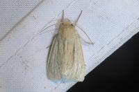 Mythimna impura