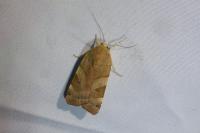 Noctua fimbriata
