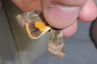 Noctua janthe