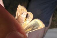 Noctua janthe