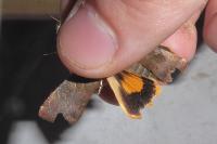 Noctua janthina