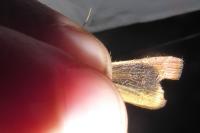 Noctua janthina