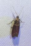 Cryptoblabes bistriga