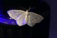 Asthena albulata