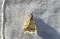 Macaria alternata