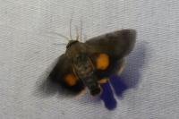 Noctua janthina