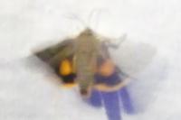 Noctua janthina