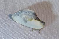 Cilix glaucata