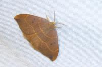 Watsonalla binaria