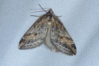 Chesias rufata rufata