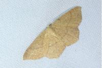 Cyclophora ruficiliaria