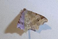 Macaria alternata