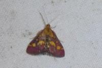 Pyrausta purpuralis